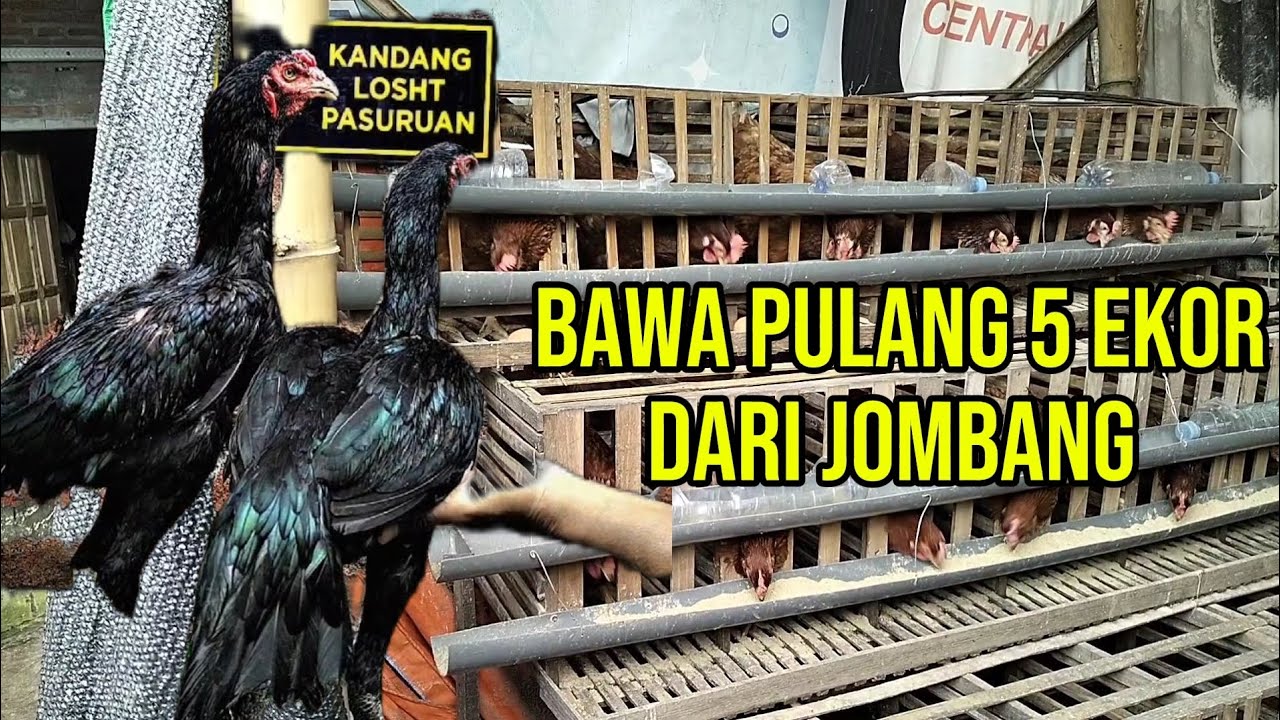PASURUAN KE JOMBANG PART 2, AMBIL MATERI AYAM DARI FACEBOOK #fyp 