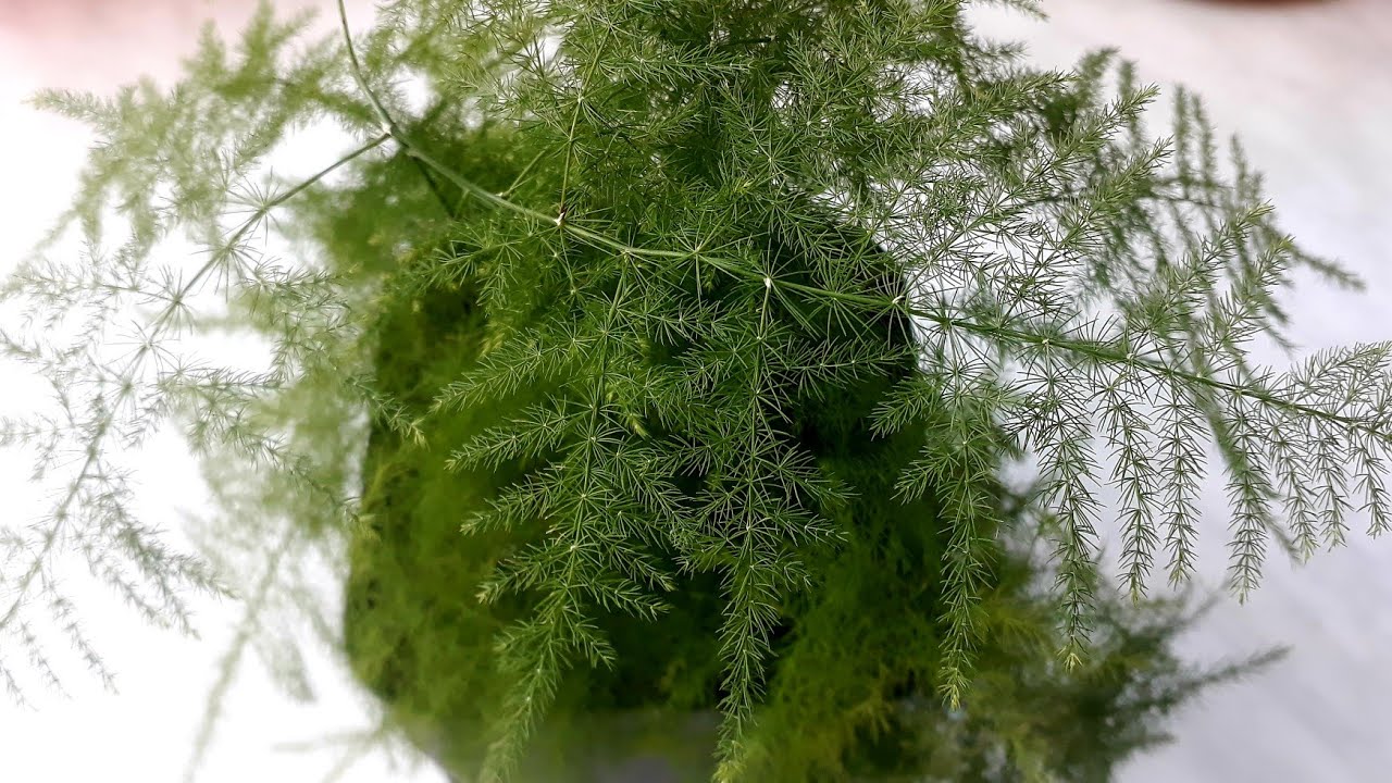 Kuş konmaz çiçeği bakımı 🌱