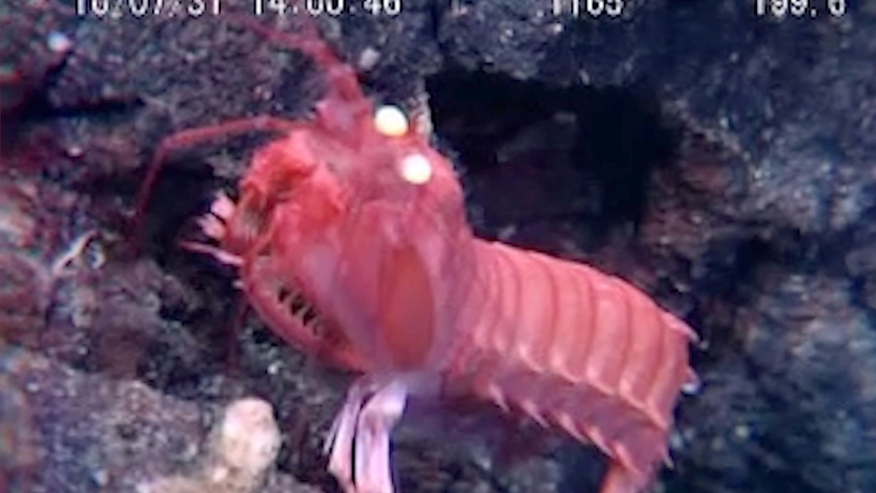 9 Highly Unusual Deep Ocean Creatures Found by ROVs