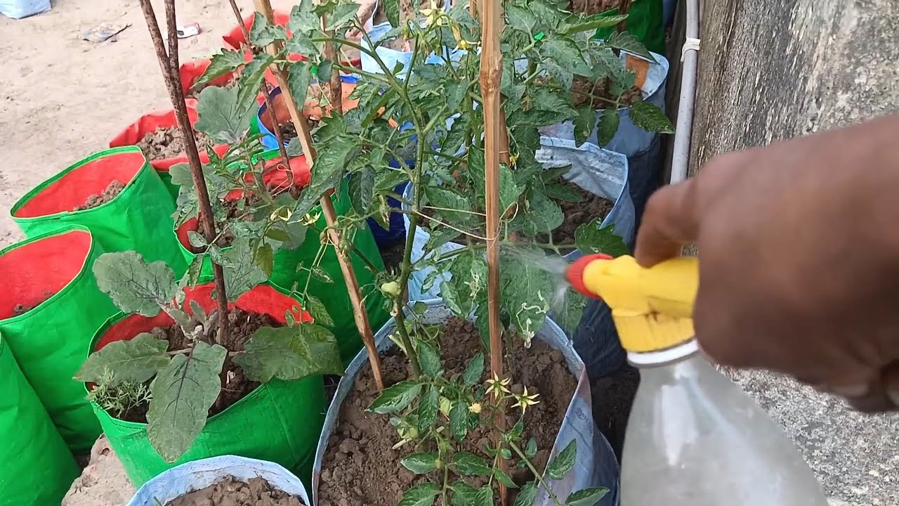 গাছকে কীটপতঙ্গের হাত থেকে রক্ষা করার জন্য সমস্ত গাছের মধ্যে ওষুধ দিলাম #gachpagolpran 
