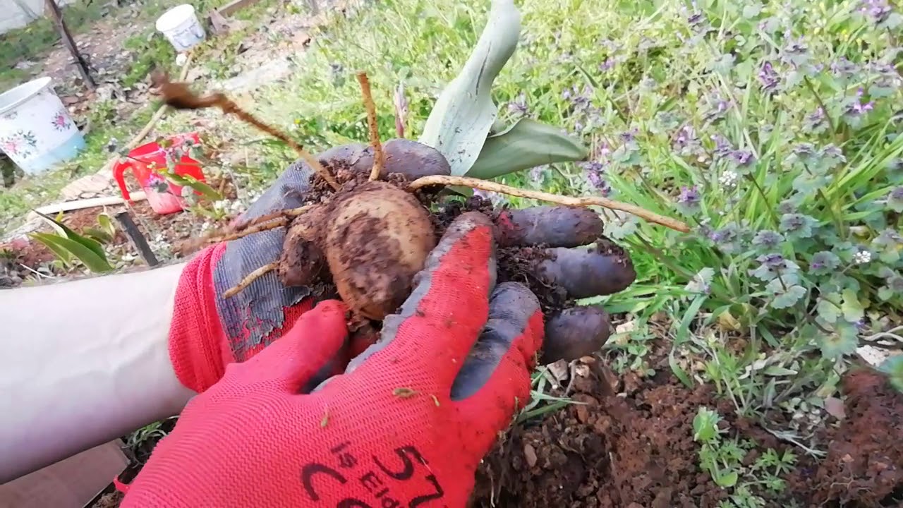 Barlia hasadı 2018 mayıs