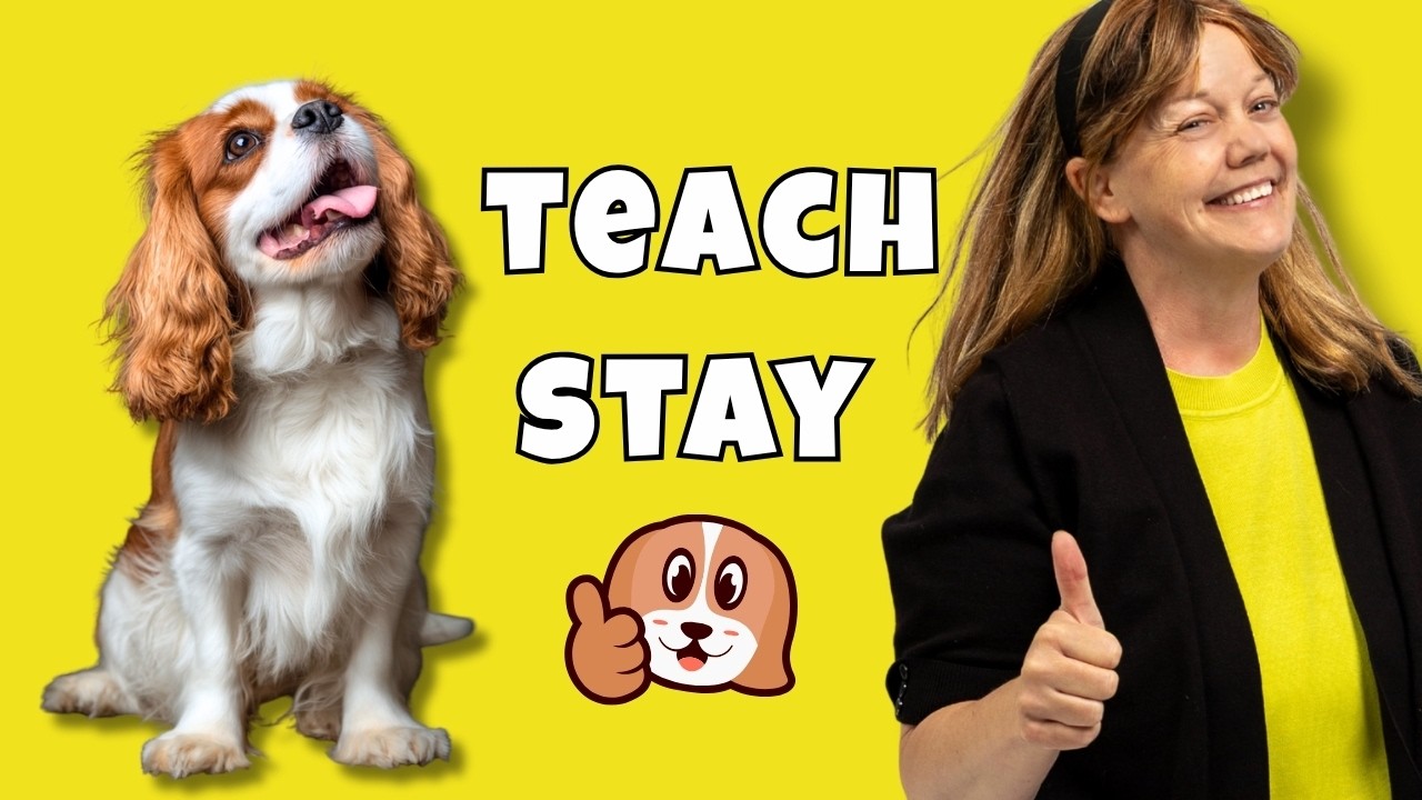 How to Teach Your Dog to Stay. Even With Distractions & No Yelling!