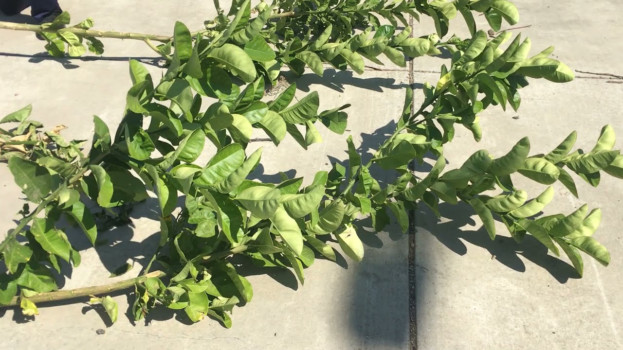 Cutting Back The World's Largest Suckers- Maintaining Healthy Citrus Trees
