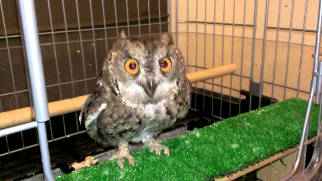 エサをねだるコノハズクのネムさん
