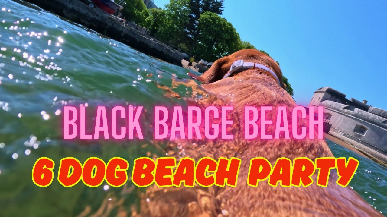 Virtual Dog Walk On Black Barge Beach