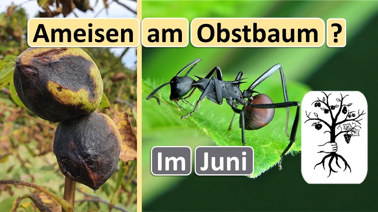 Schwarze Nüsse JETZT vorbeugen, Was tun bei Ameisen am Obstbaum? Obstgarten im Juni