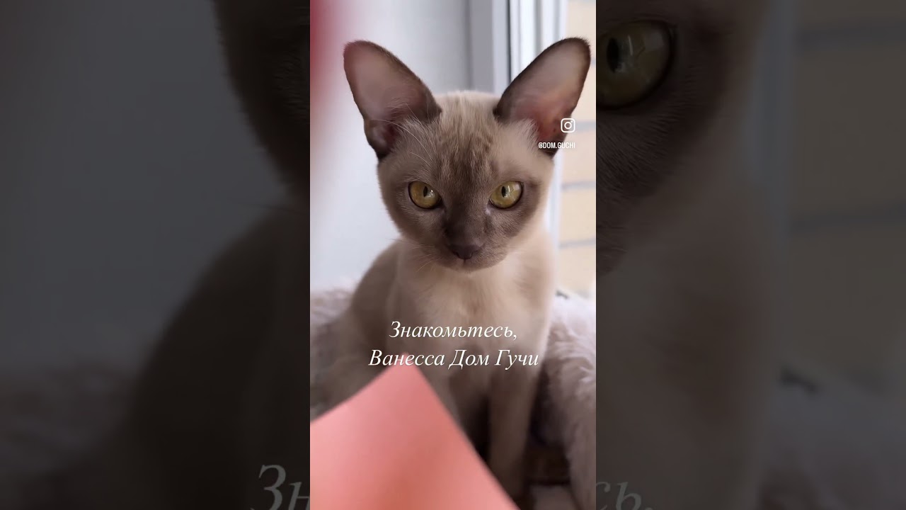 ❤️Ванесса. Видео для ценителей красоты и кошек. Свободна #бурма #друг #котопес #интересное #котенок