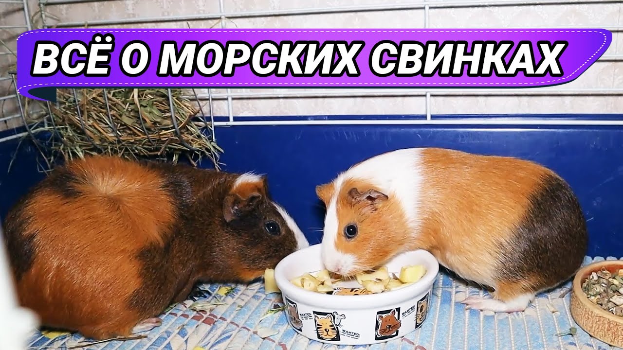 Всё о морских свинках, уход и содержание в домашних условиях