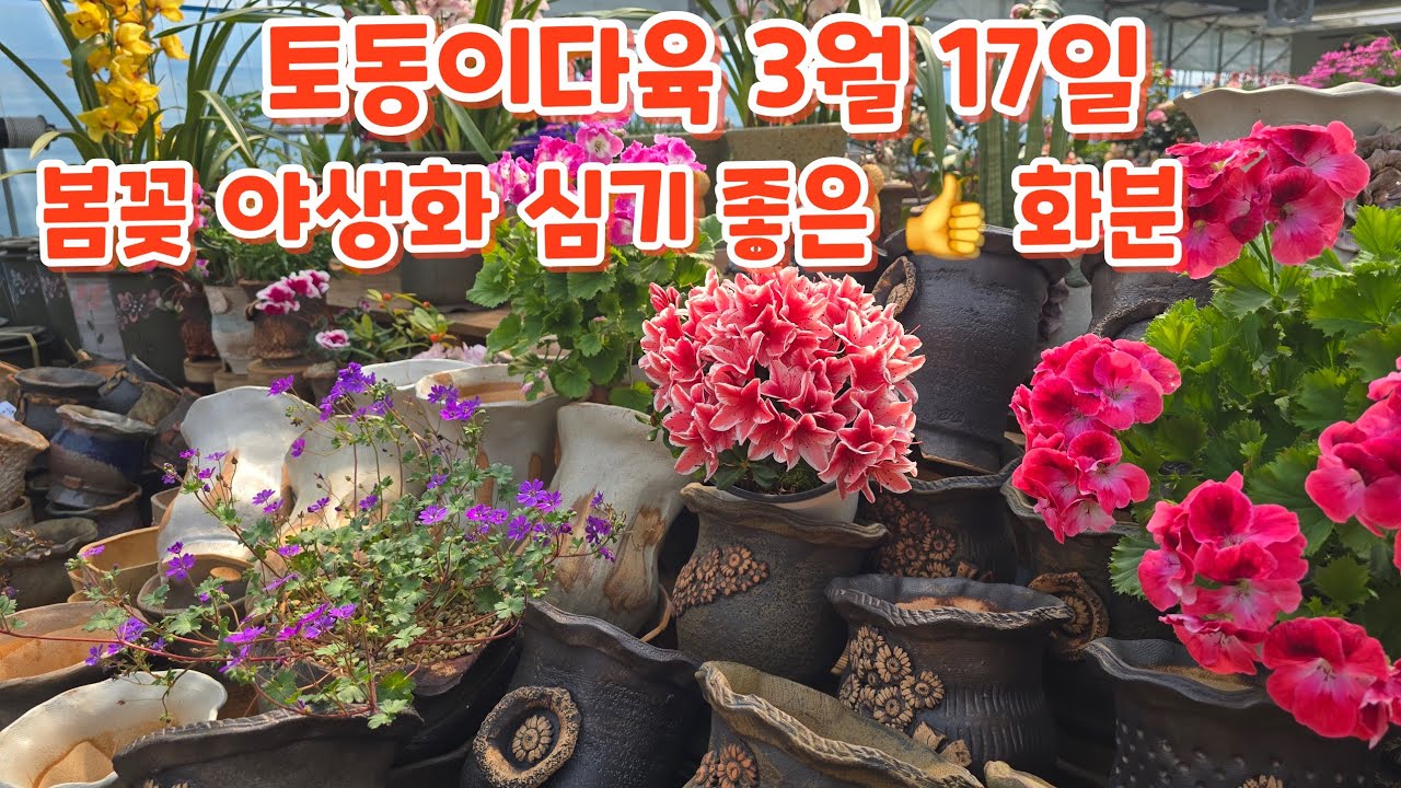 봄꽃 #야생화 심기 좋은 #화분 #분갈이흙 토동이약토 #토동이다육