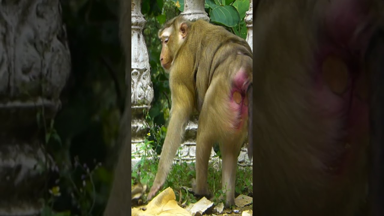 Very adorable baby monkey #monkey  #animals #monkeybaby #babycute #cutebaby #animal