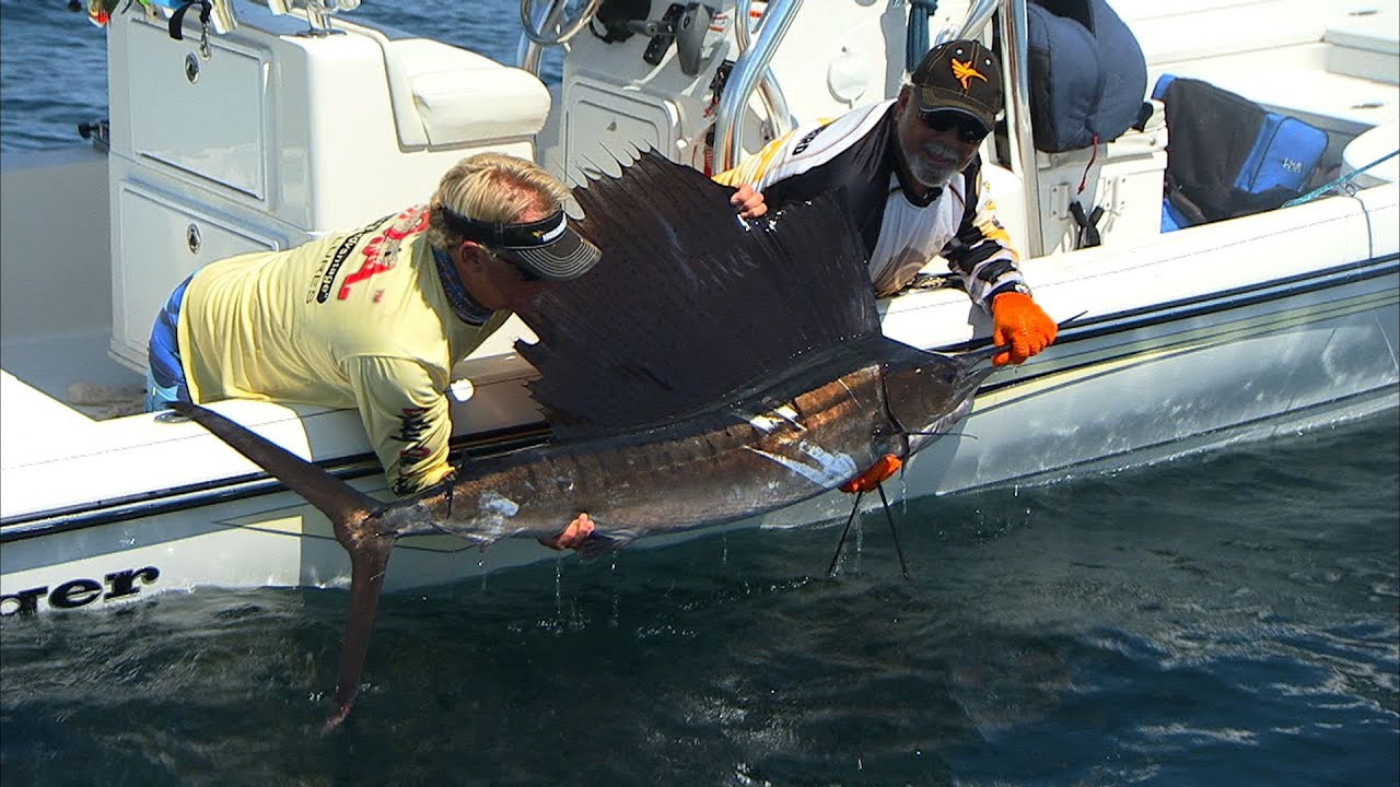 Offshore Saltwater Fishing for Blackfin Tuna Cobia and Sailfish