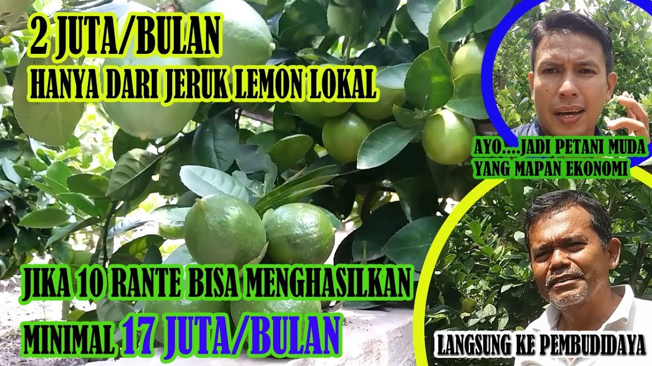 2 Juta Perbulan Hanya dari Budidaya Jeruk Lemon Lokal dengan Lahan  Disamping Rumah