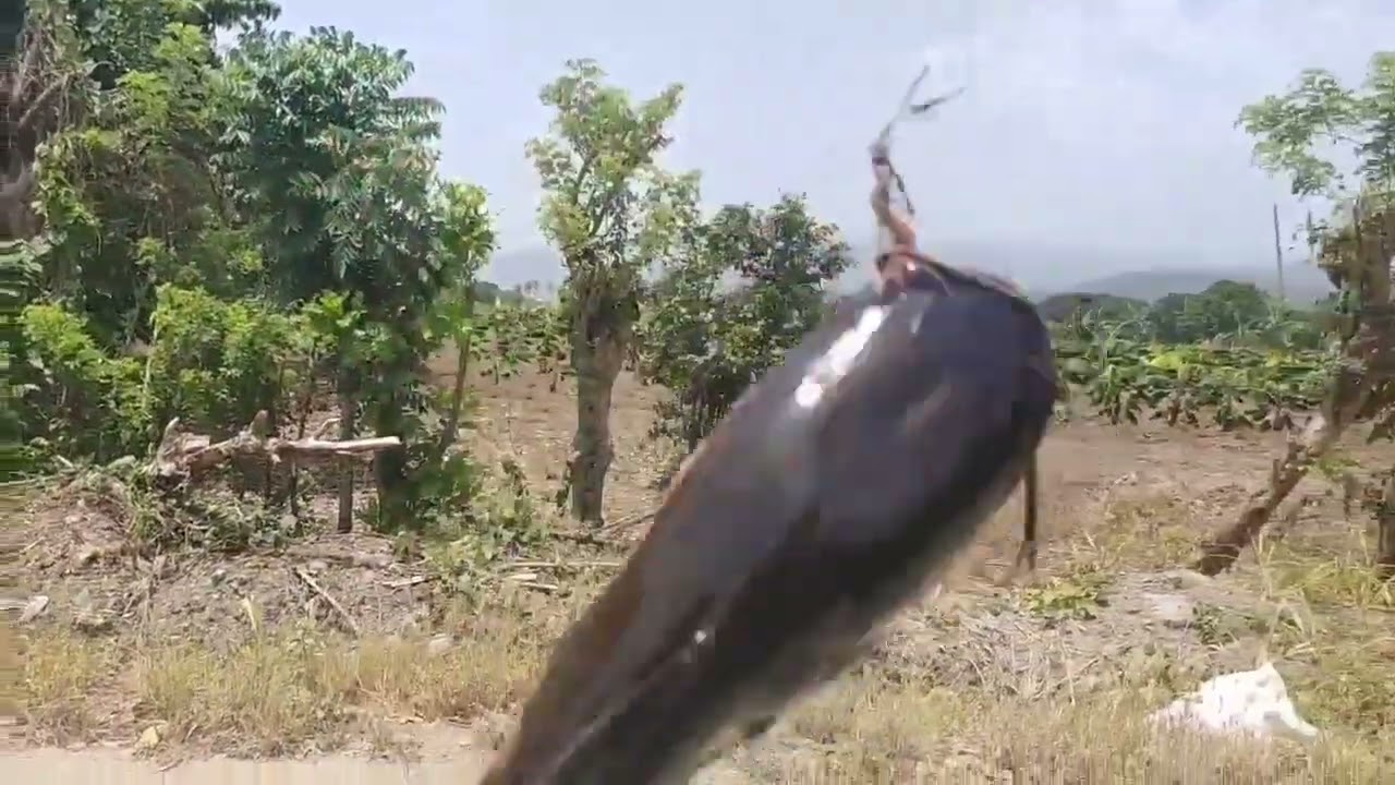 Conoce todo acerca del temible pez gato que llego a RD para acabar con toda especie nativa😱😱😱