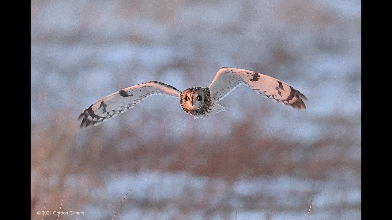Grassland Conservation for Birds & People - Grassland Bird Trust
