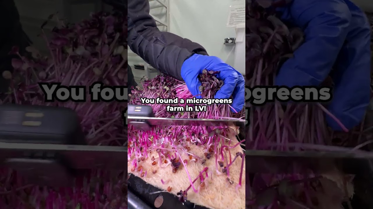 You found a microgreens farm in LV🌱💚 #microgreens #microgreensathome #garden #farming #gardening