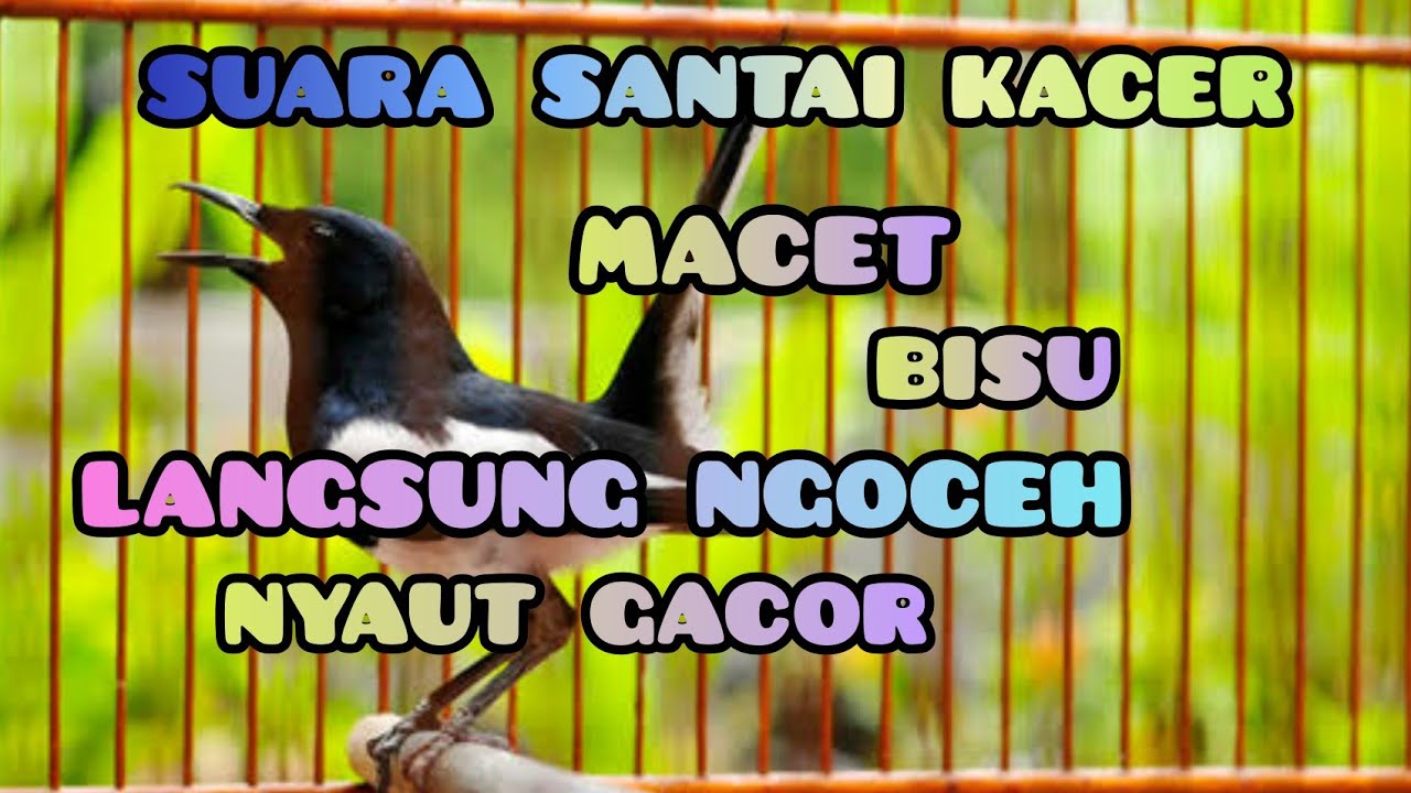 SUARA SANTAI KACER, MACET BISU LANGSUNG NYAUT