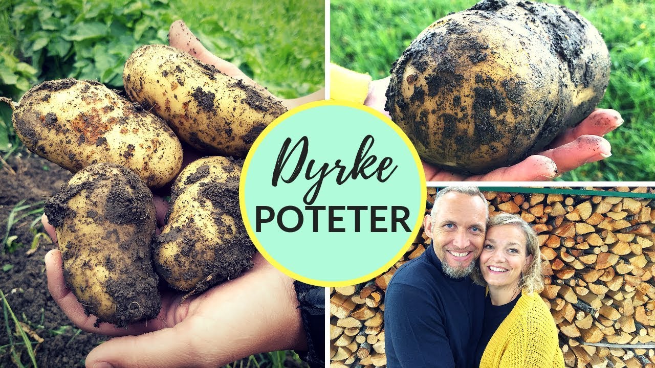 HVORDAN DYRKE POTETER? | Slik setter du poteter selv! 🥔🥔🥔