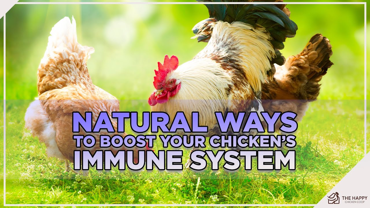 7 Natural Ways to Boost Your Chicken&rsquo;s Immune System 2