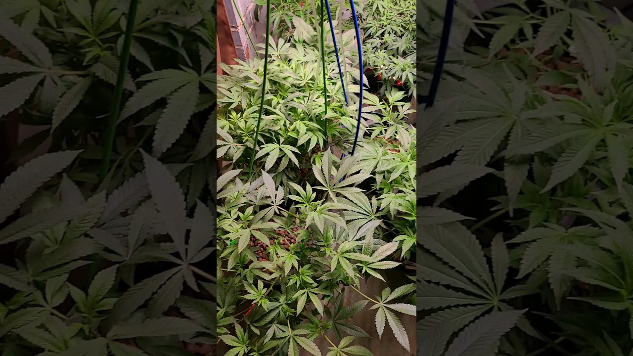 do it to it #deepwaterculture #garden #hydro #gardening #hydroponics #led #ehcanada