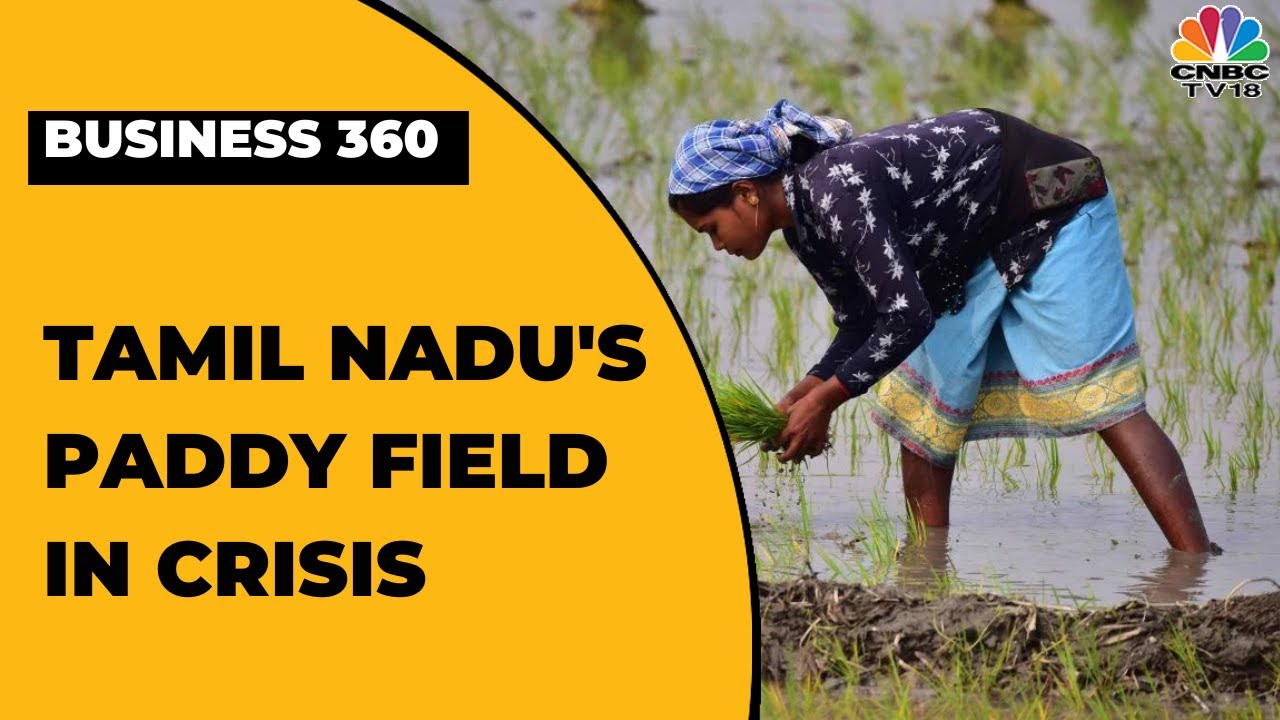 Rice Cultivation Wrecked: Tamil Nadu's Paddy Field In Crisis | What's Ailing Rural India?