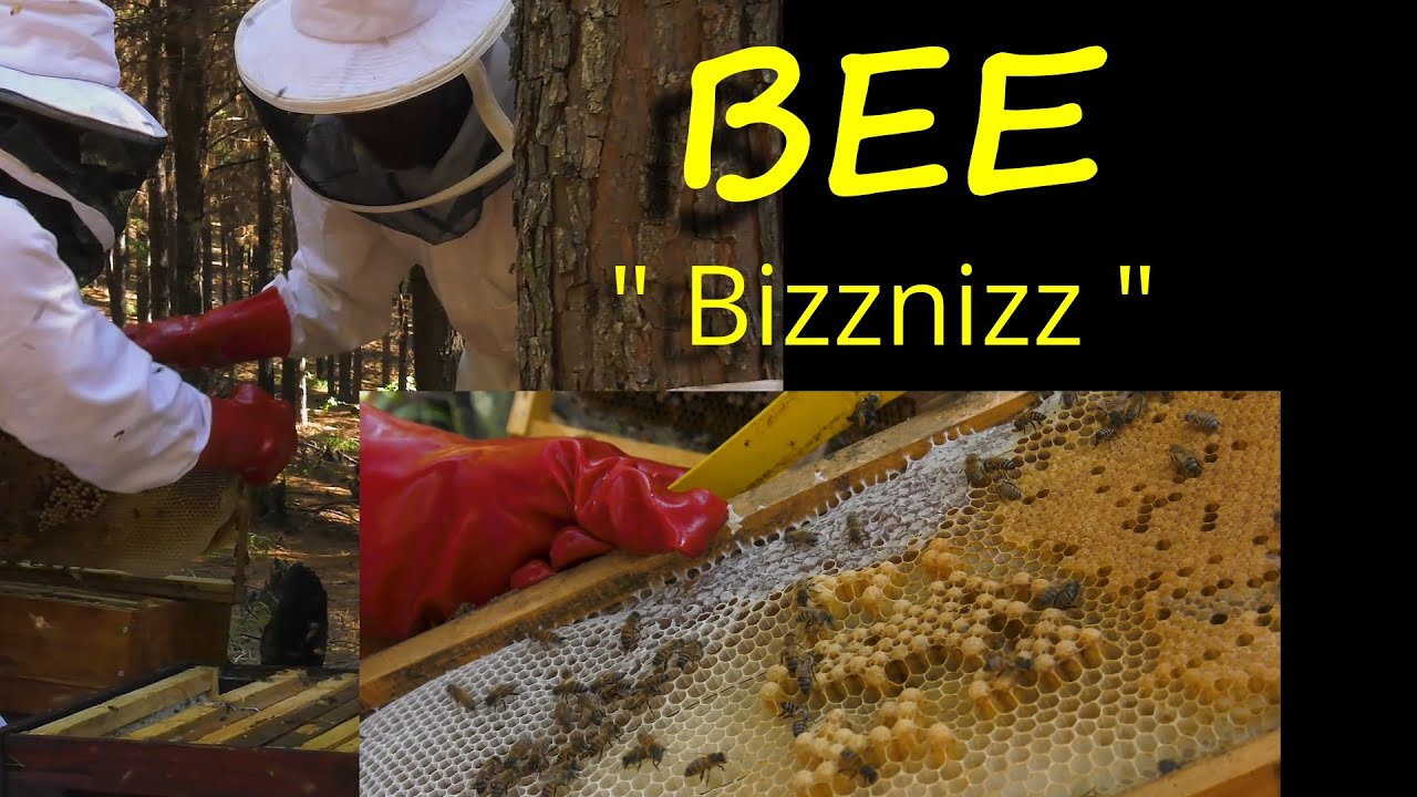 Shepherds Sofa Bee Bizznizz