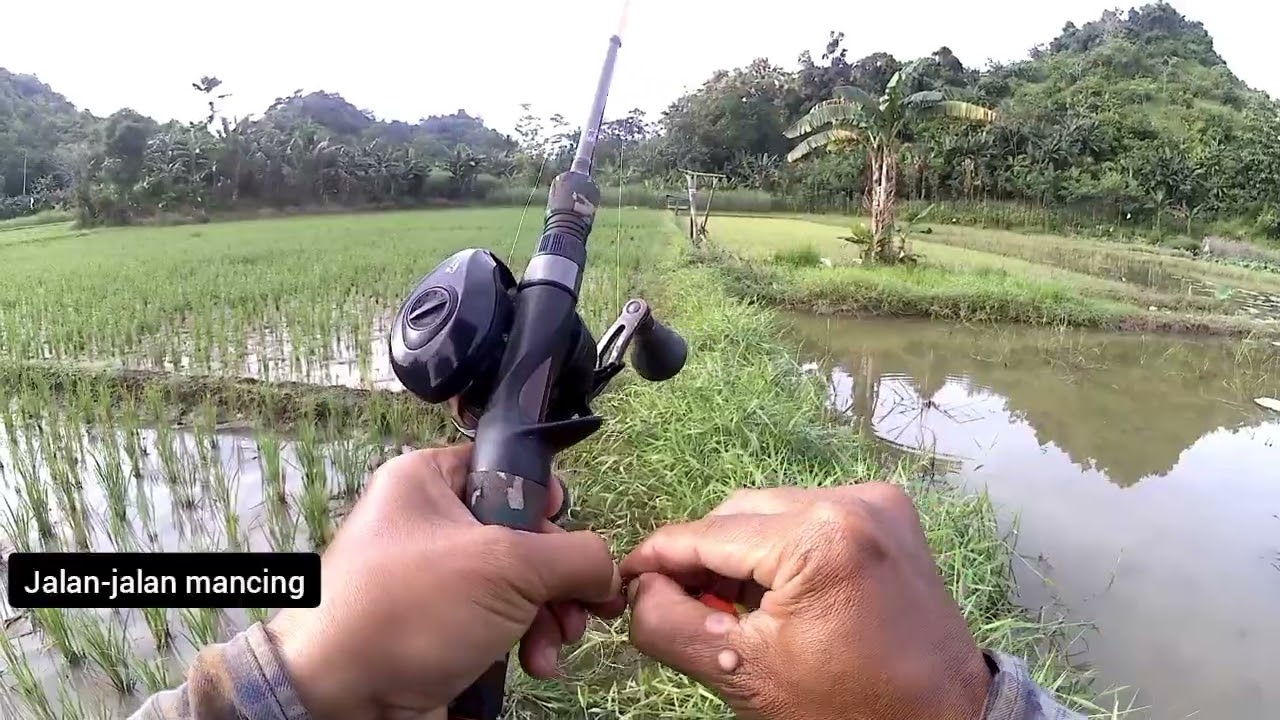 Kalau Sudah Rejeki Umpan Baru Jatuh pun Langsung Disambar!!! 