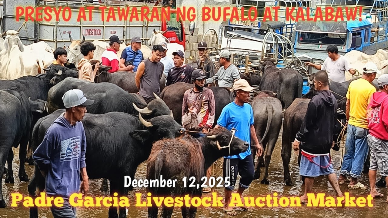 Tawaran ng Alagaing Kalabaw! Padre Garcia Batangas..