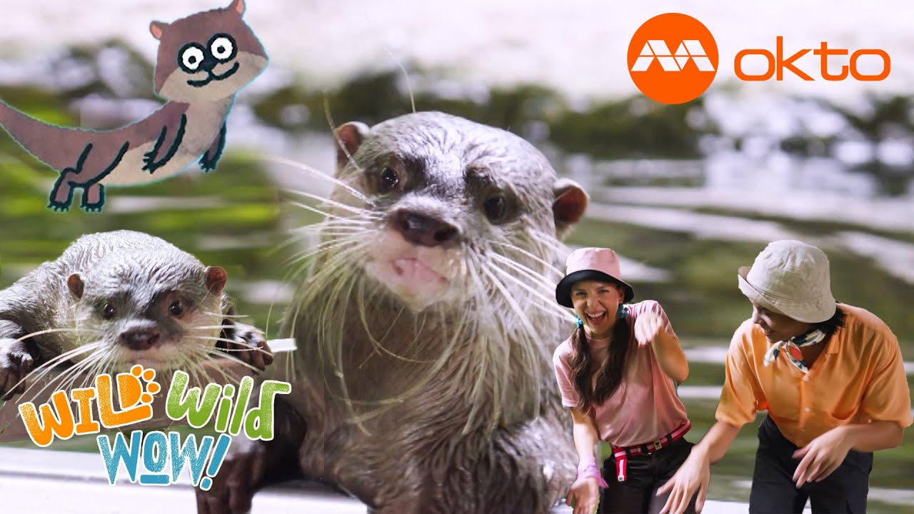 What makes OTTERS such good swimmers?🌊🦦 | Wild Wild Wow S2E06A | @mediacorpokto