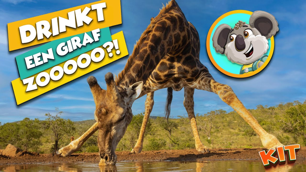 Waarom drinkt een giraf zo gek? Kijk dit trucje! 🦒 Dieren Leren met KIT de Koala