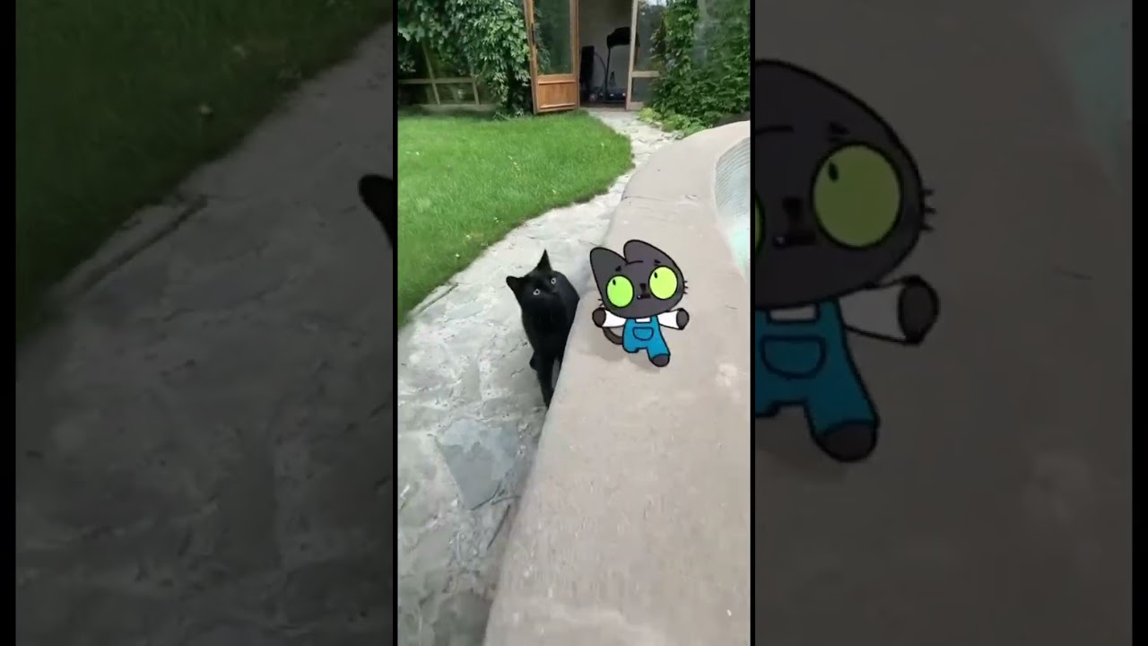 Бенчик встретил Бенчика?! 🐈&zwj;⬛ #Симба #Симбочка #бенчик