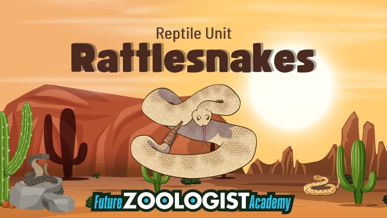 Rattlesnakes | Future Zoologist Academy