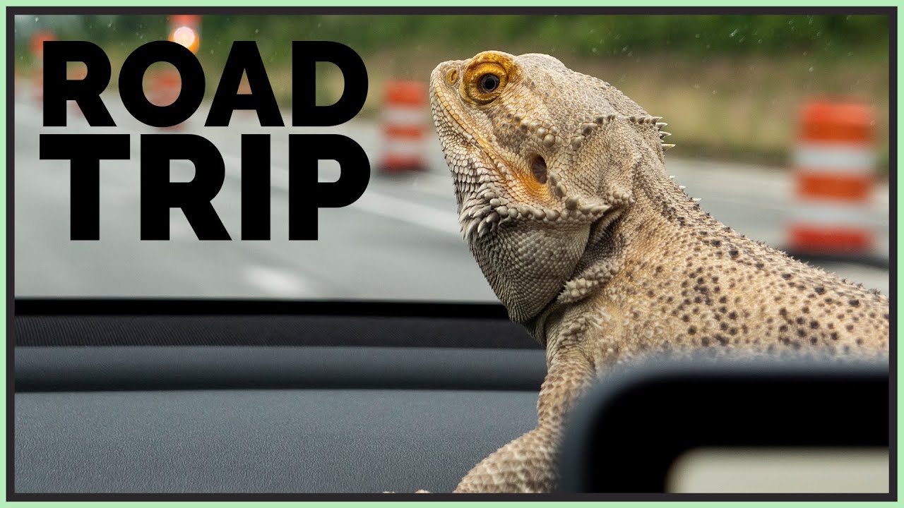 I Took My Bearded Dragon on a Road Trip