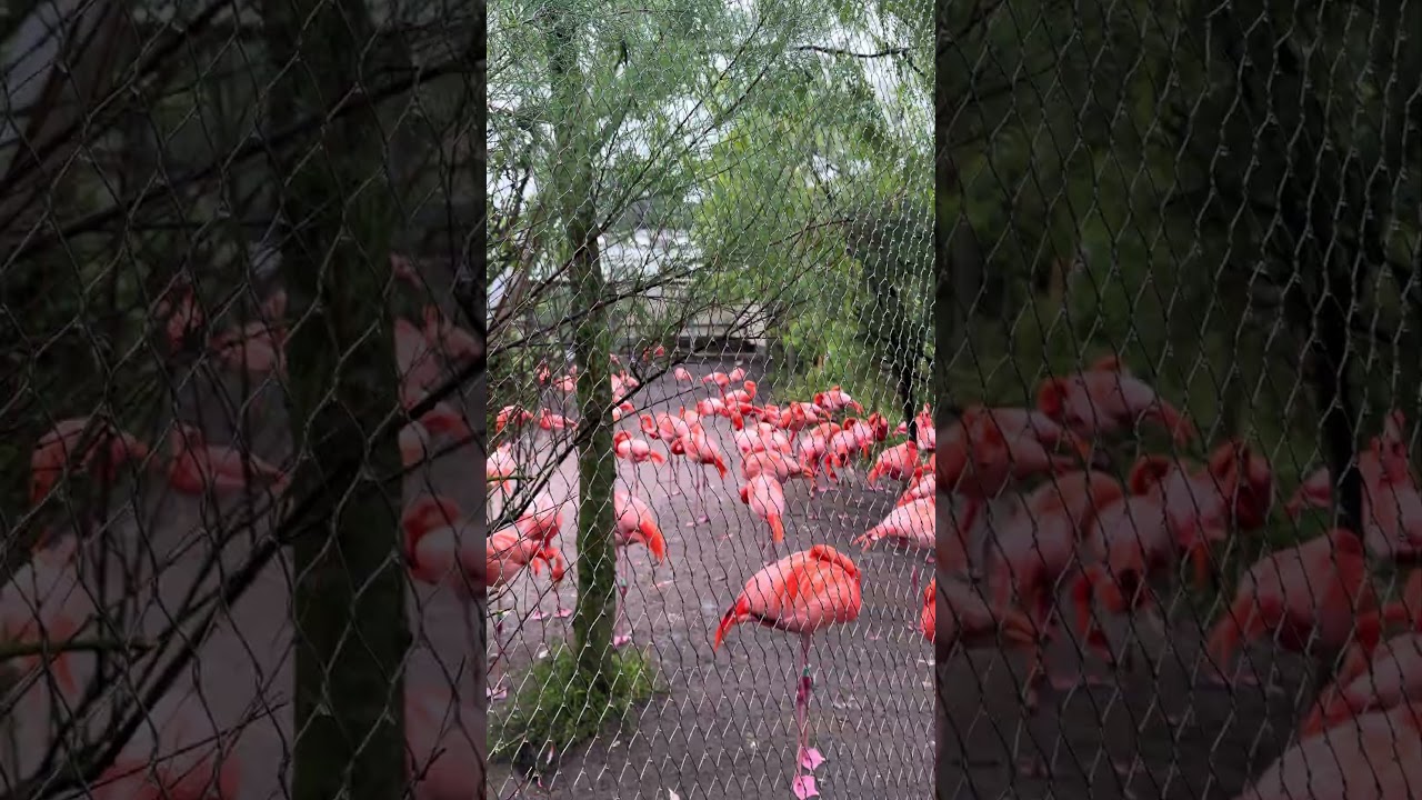 amazing flamingos at a zoo in Denmark