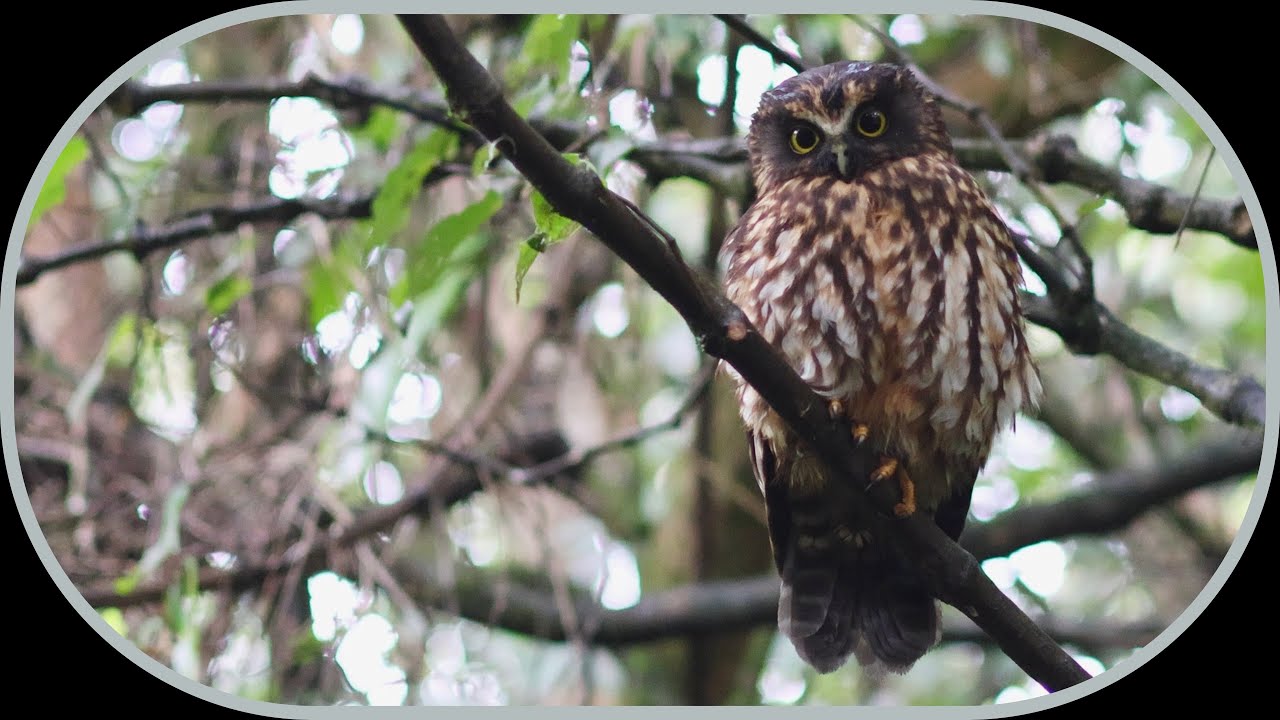Cute Little Owl - The New Zealand Ruru or Morepork