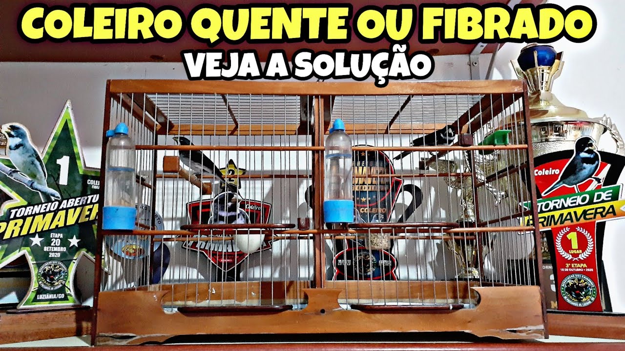 MEXIDA PARA COLEIRO MUITO QUENTE E FIBRADO EM CASA