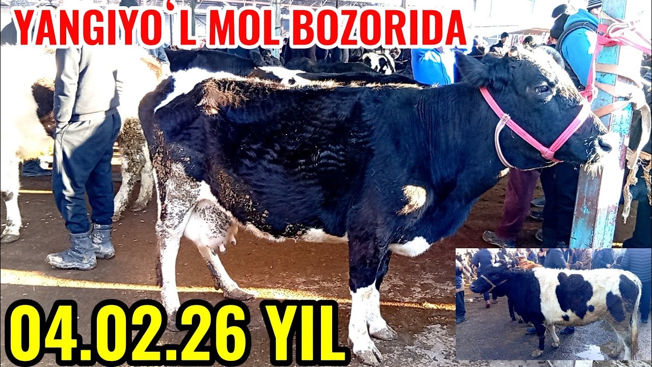 YANGIYOʻL MOL BOZORIDA BUGʻOZ SIGIRLAR 🐄🐄🐄