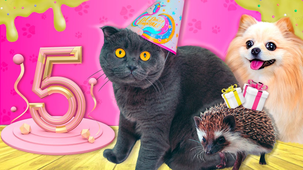 ДЕНЬ РОЖДЕНИЯ КОШЕЧКИ БАТТЕРС - Исполнилось 5 Лет! ТОРТ ДЛЯ КОТИКА - Дарим Подарки