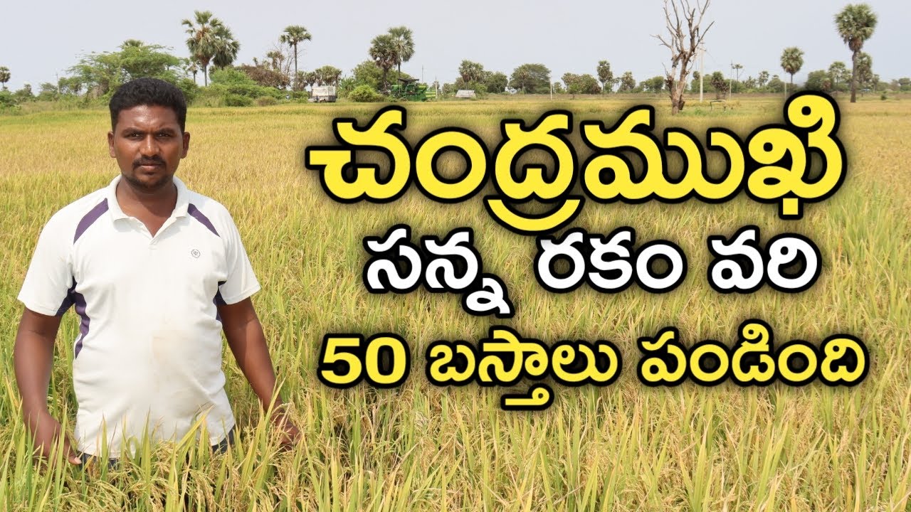 యాసంగిలో చంద్రముఖి సన్న వరి..6 ఎకరాలు వేశాను | Chandramukhi Paddy