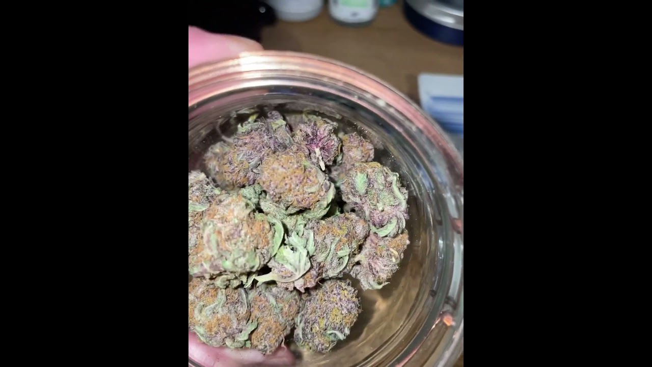 black cherry pie 🔥💨 #plants #cannabisheals #cannabisdaily #indoorplants #shorts