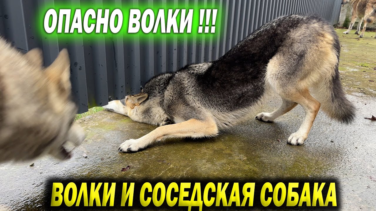 БЕЗУМНЫЕ ВОЛКИ И СОСЕДСКАЯ СОБАКА. Волки ловят соседского пса... Чуть не откусили руку соседке !!!