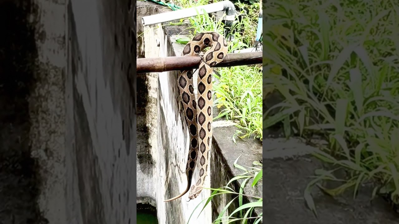 सर्वांत विषारी साप घोणस 🐍 सेपलि रेस्क्यू केला . तासगाव पुणदी गावांमध्ये 