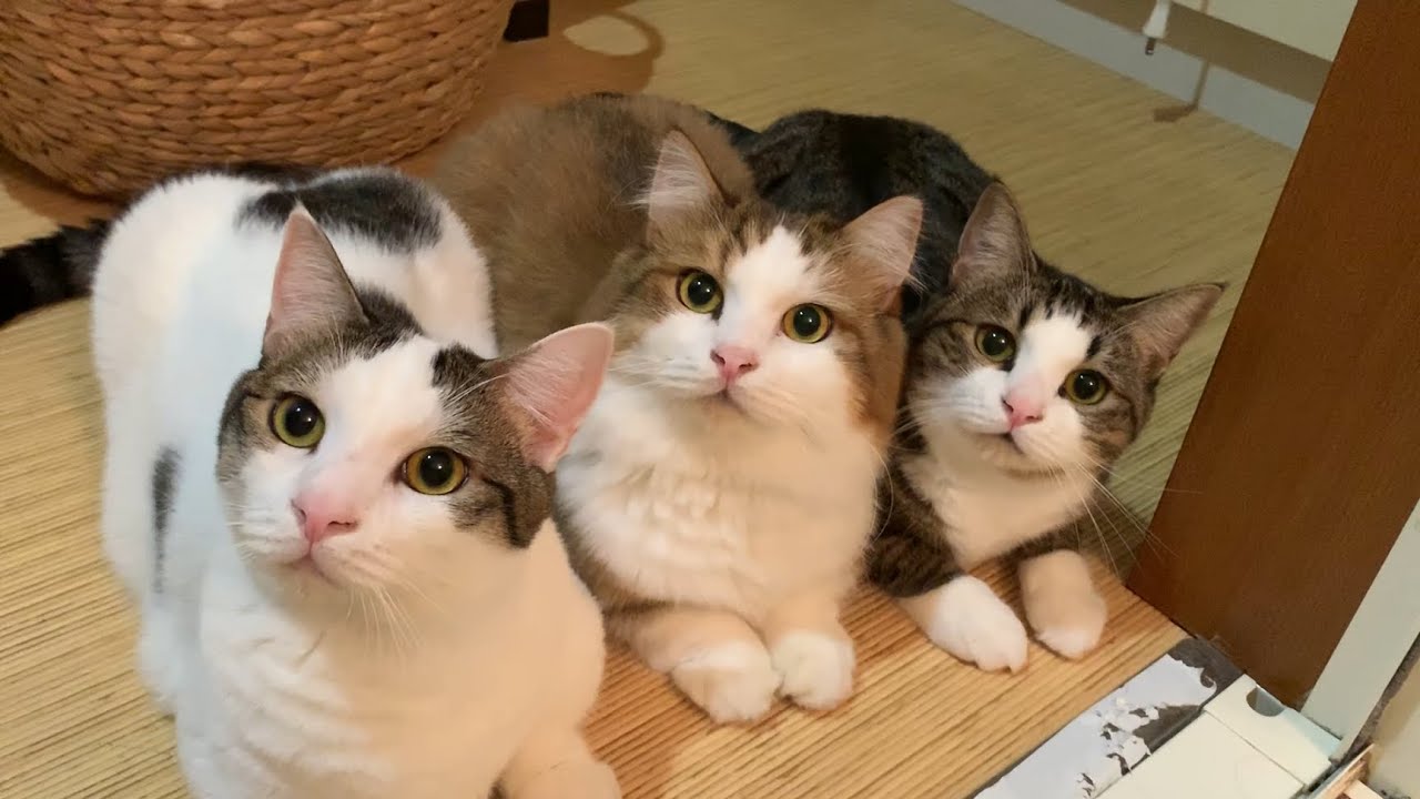 お風呂掃除の応援に集まる猫