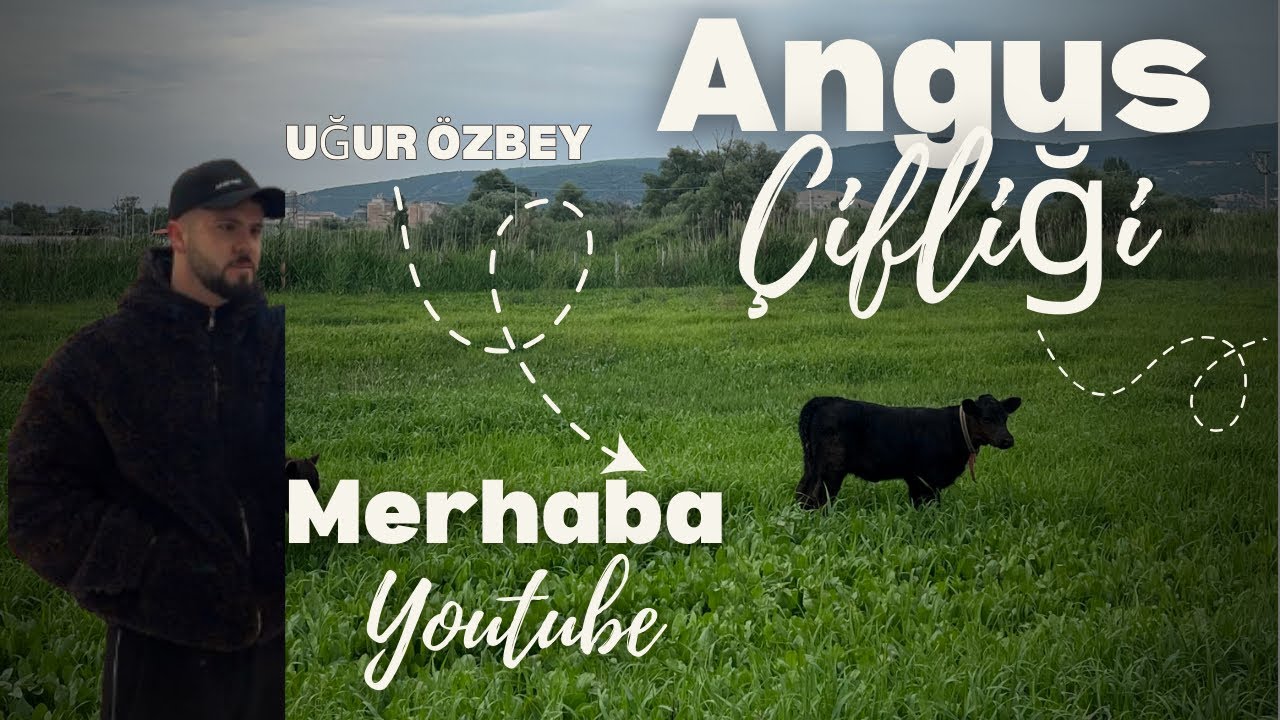 ANGUS ÇİFLİĞİNDEN TEKRAR MERHABA #angus #hayvancılık #besicilik 
