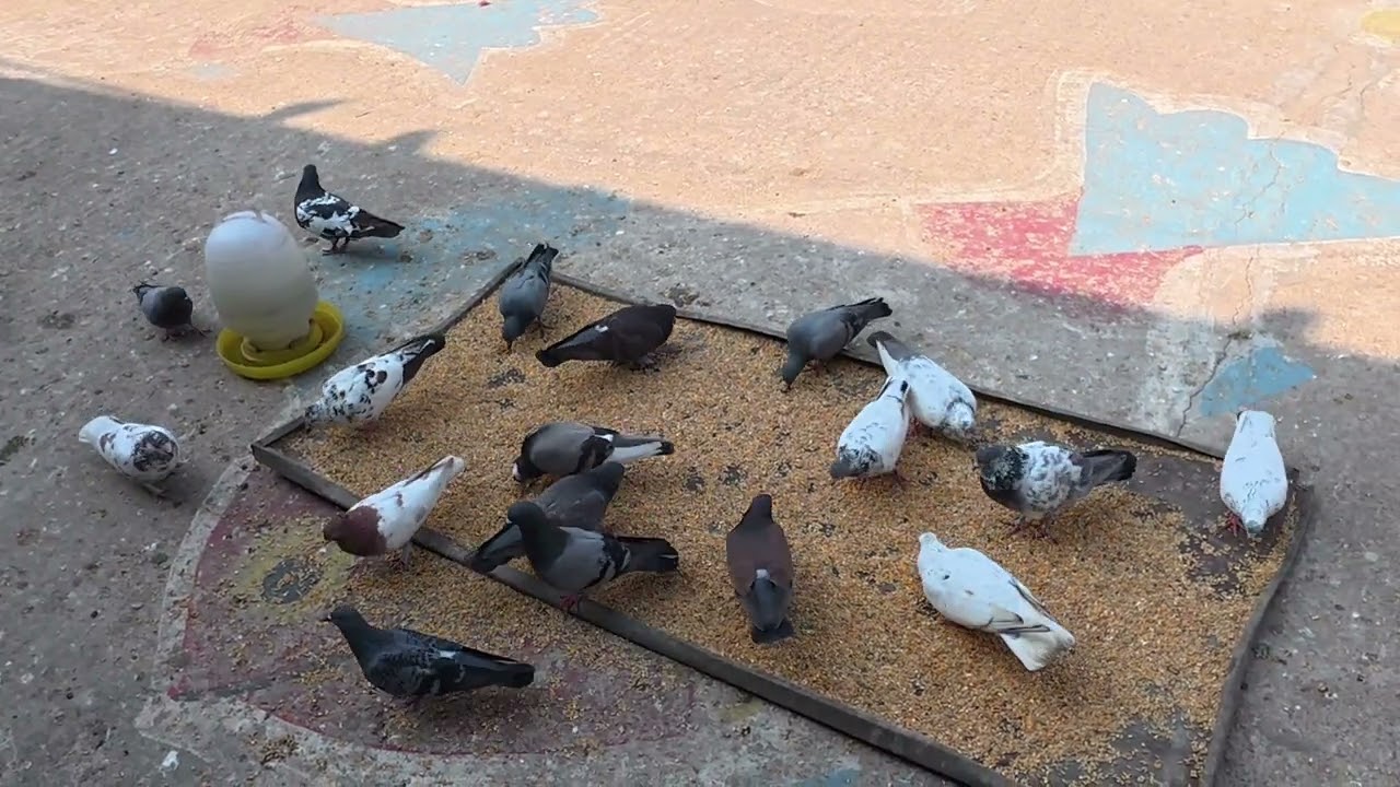 The pigeons gather to eat food 🕊️🕊️| কবুতর