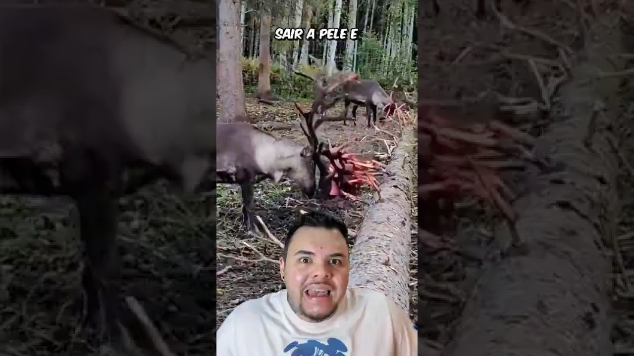 Por que ele raspa os chifres? 🤔
