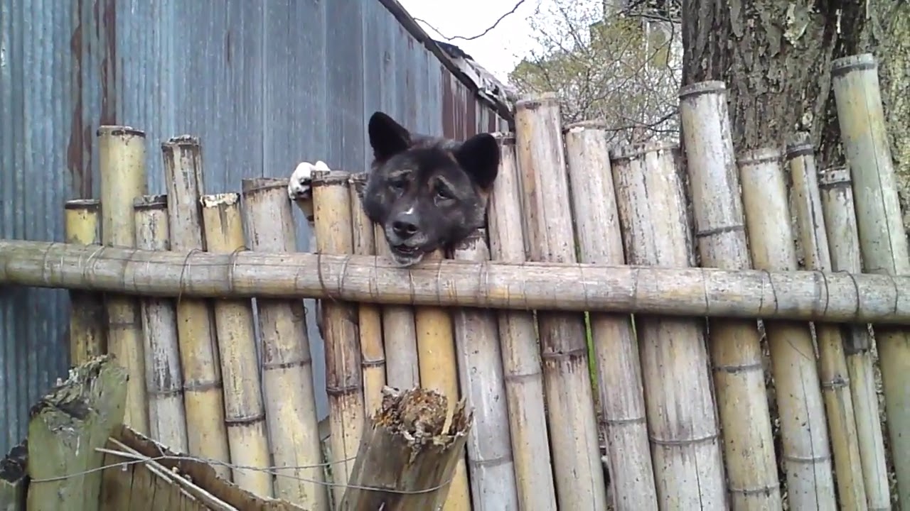 近所の犬