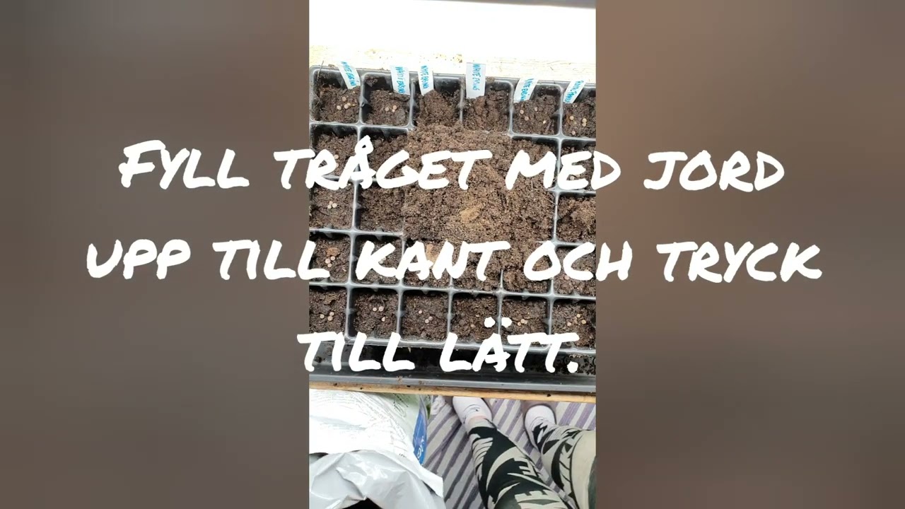 Så luktärtor kallt