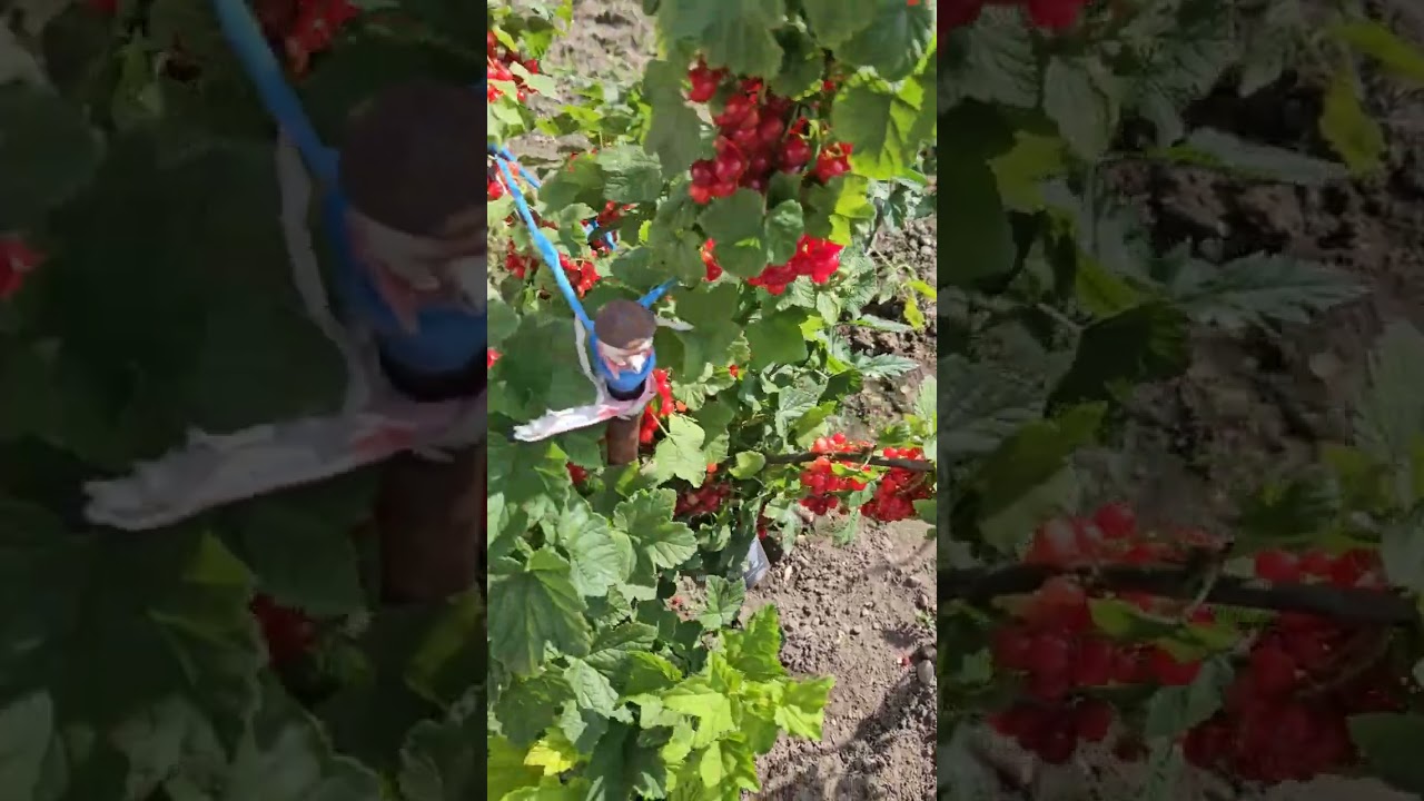 เข้าสวนหาแนวแซ่บ #garden #shortvideo #nature