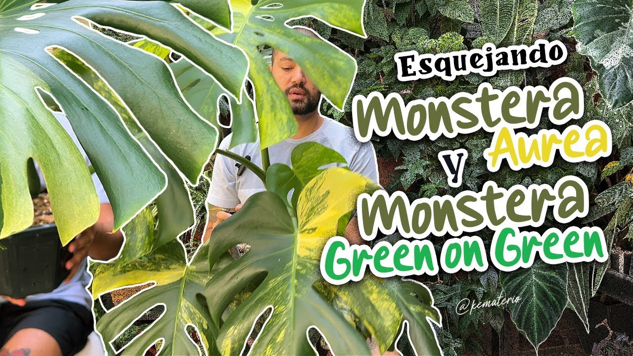 Esquejando maravillas MONSTERA GREEN ON GREEN y MONSTERA AUREA dos de nuestras MONSTERAS MAS RARAS 💚