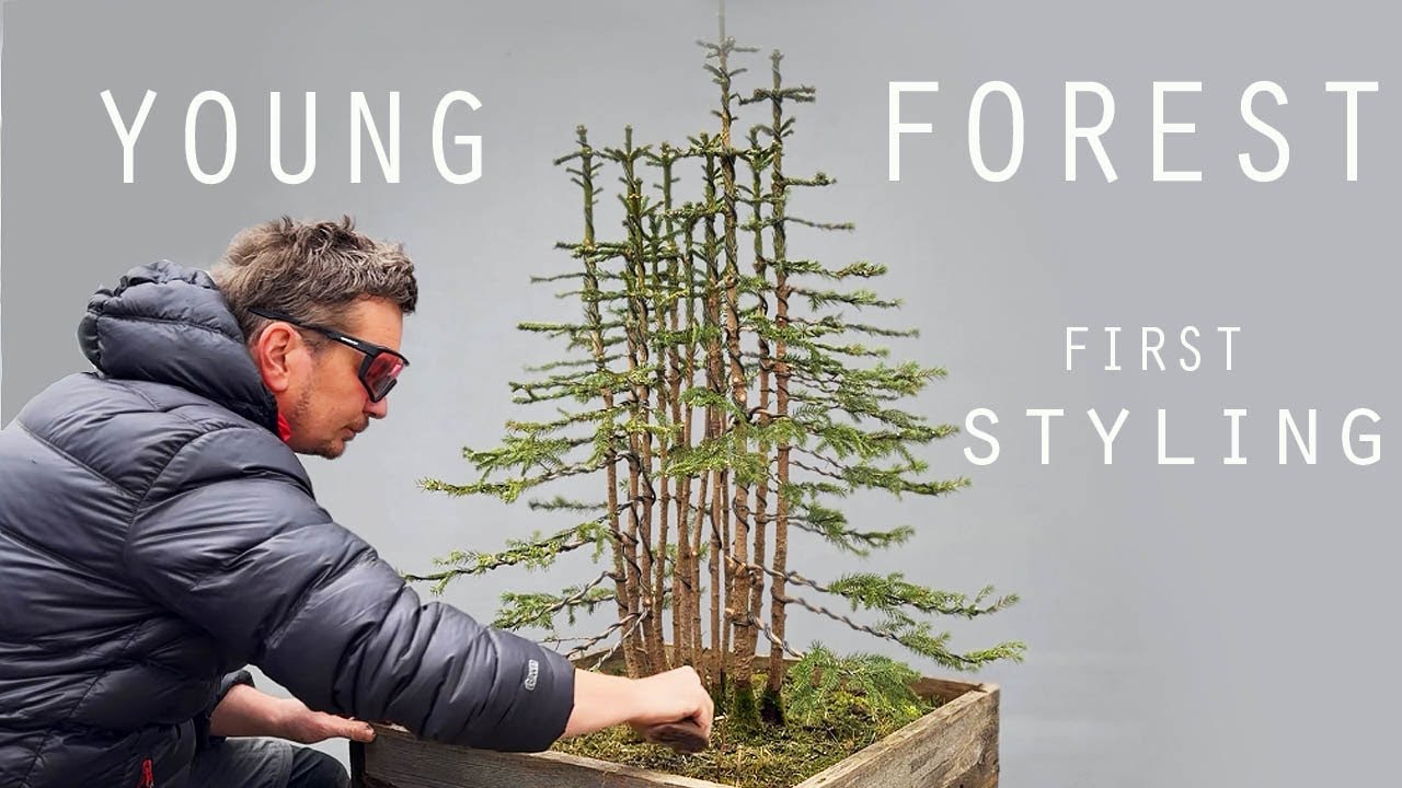 Young forest first styling.